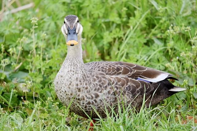 「クワッキーセレブレーション★ドナルド・ザ・レジェンド!」のパレード曲「Donald’s Quacky Duck! Duck! Duck City!」を分析しました